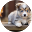 Mini Pomskydoodle Puppies For Sale - Lone Star Pups